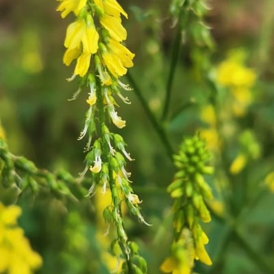 Melilotus officinalis — flower