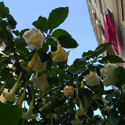 Brugmansia arborea — flower