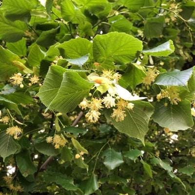 Tilia americana — flower