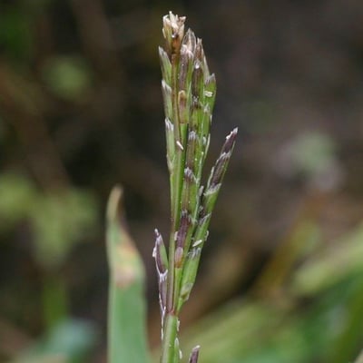 Glyceria declinata — flower