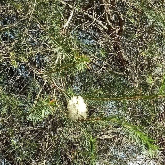 Melaleuca ericifolia — flower