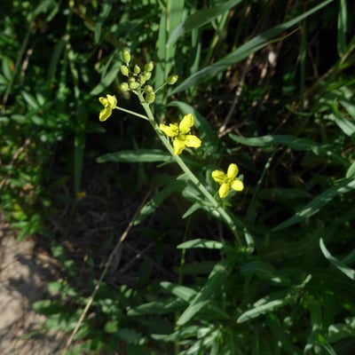 Diplotaxis tenuifolia — flower