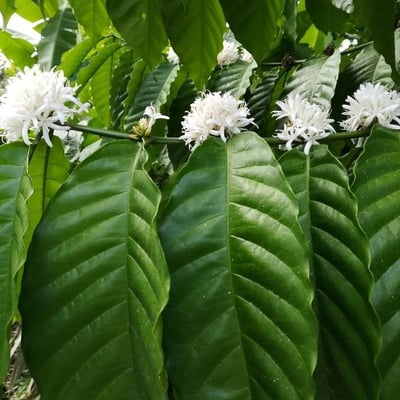 Coffea arabica — flower