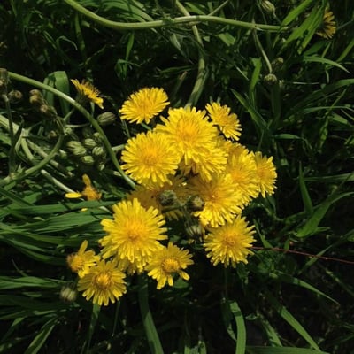 Taraxacum campylodes — flower