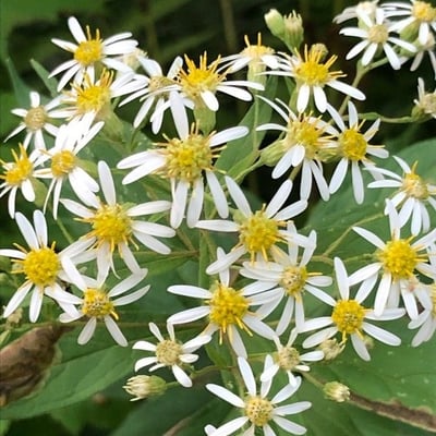 Doellingeria umbellata — flower