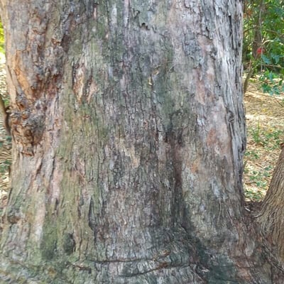 Eucalyptus goniocalyx — bark