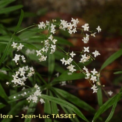 Galium aristatum — flower
