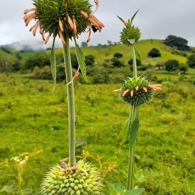 Leonotis nepetifolia — flower