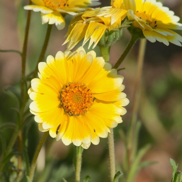 Layia platyglossa — flower