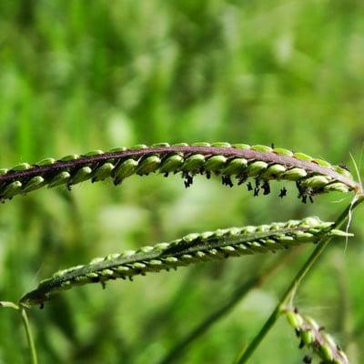 Paspalum dilatatum — flower