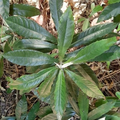Bedfordia arborescens — leaf