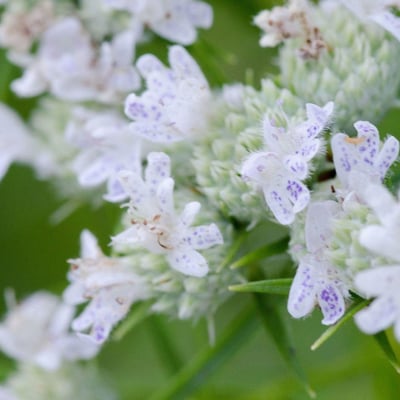 Pycnanthemum tenuifolium — flower