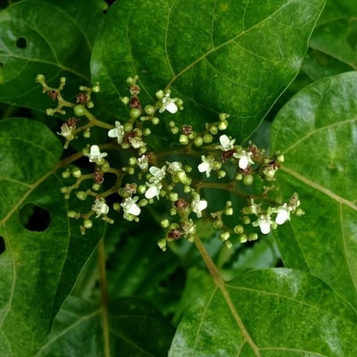 Premna serratifolia — flower