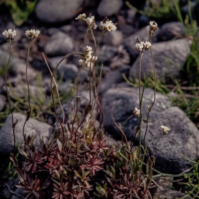 Draba glabella — habit