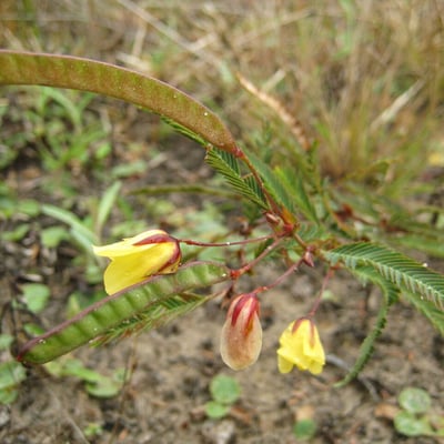 Chamaecrista flexuosa — flower