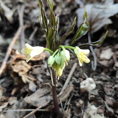Cardamine enneaphyllos — flower