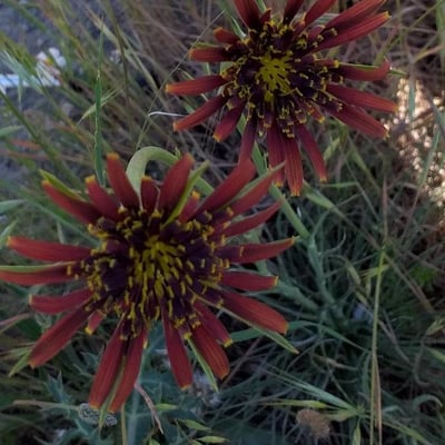 Tragopogon crocifolius — flower