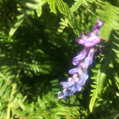 Vicia orobus — flower
