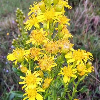 Dittrichia viscosa — flower