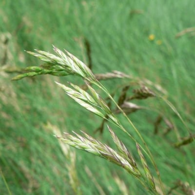 Festuca eskia — flower