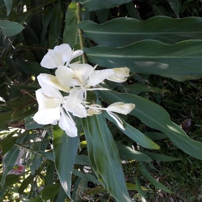 Hedychium coronarium — flower