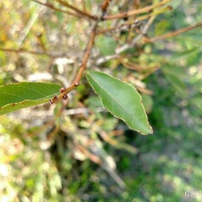 Campomanesia adamantium — leaf