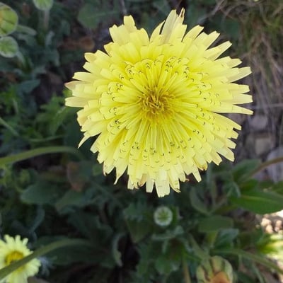 Andryala integrifolia — flower