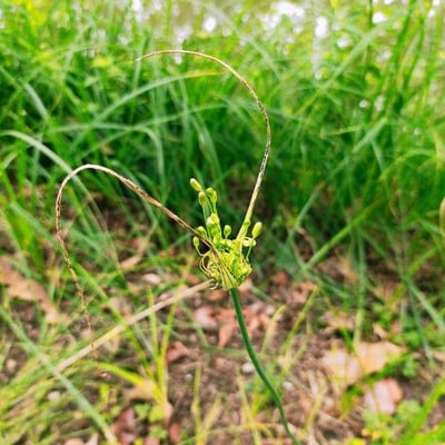 Allium flavum — flower