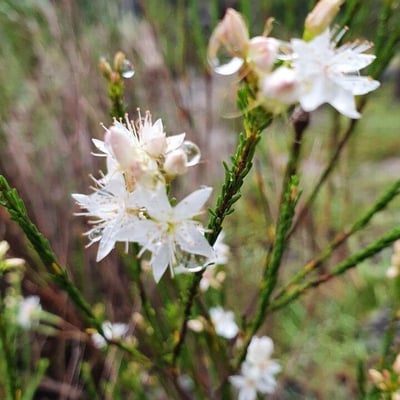 Calytrix tetragona — flower