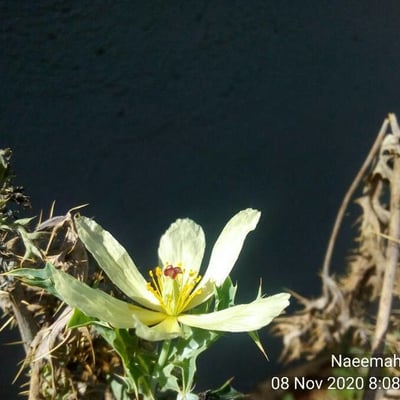 Argemone ochroleuca — flower