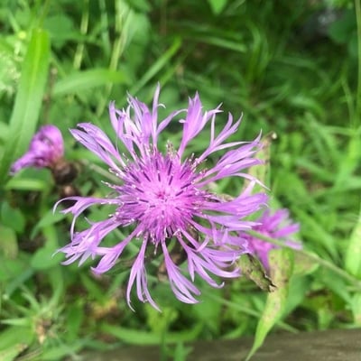 Centaurea nervosa — flower