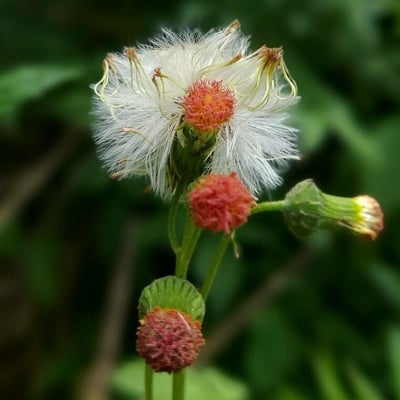Crassocephalum crepidioides — flower