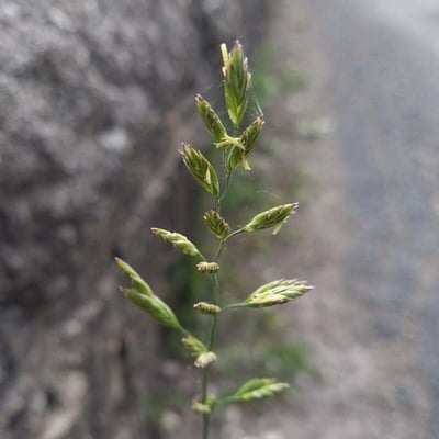 Poa compressa — flower