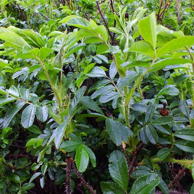 Rosa blanda — leaf
