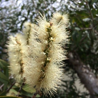 Melaleuca quinquenervia — flower