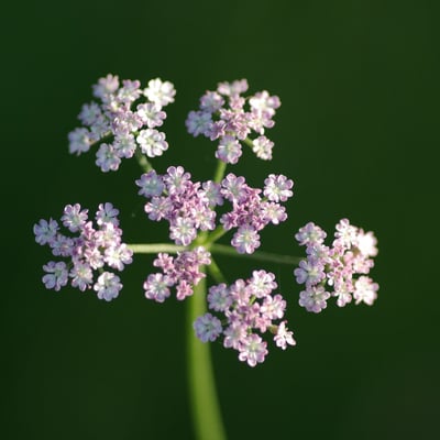 Torilis japonica — flower