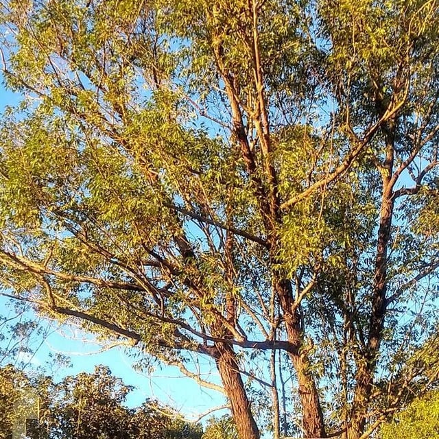 Eucalyptus crebra — habit