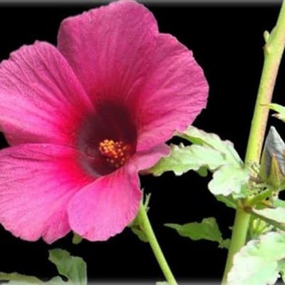Hibiscus cannabinus — flower