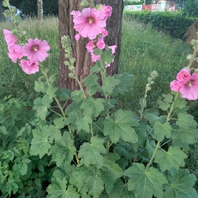 Alcea rosea — flower