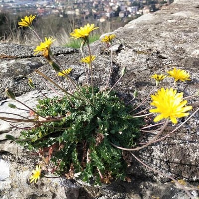 Hyoseris radiata — flower