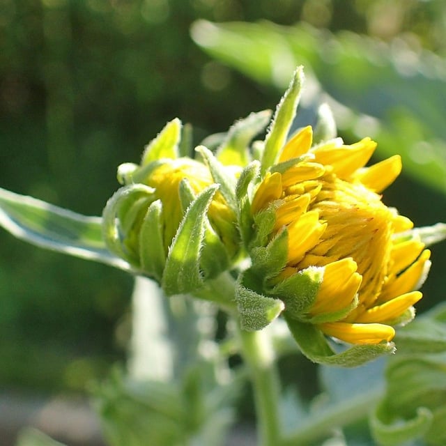 Verbesina encelioides — flower