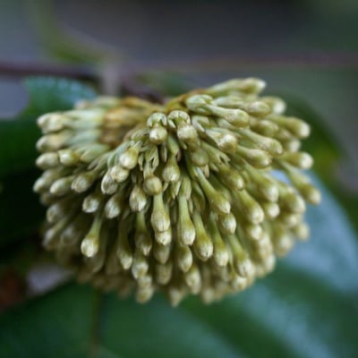 Neolamarckia cadamba — flower