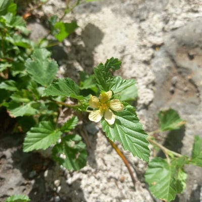 Malvastrum coromandelianum — flower
