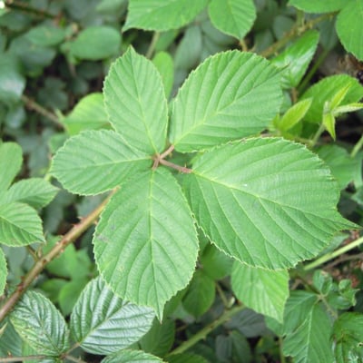 Rubus polyanthemus — leaf