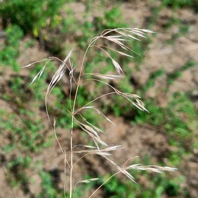 Bromus tectorum — flower