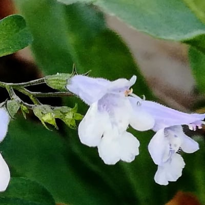 Clinopodium nepeta — flower