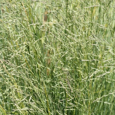 Poa labillardierei — flower