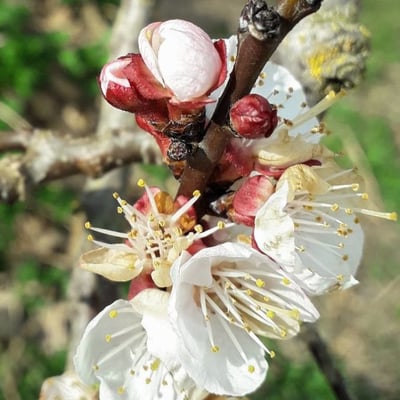 Prunus armeniaca — flower