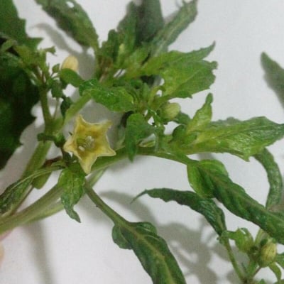 Physalis minima — flower