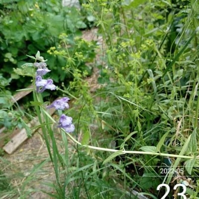 Scutellaria hastifolia — flower